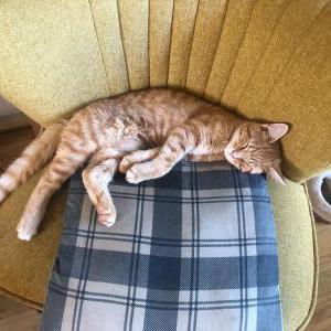 Image of Oppi Koppi, Lost Cat