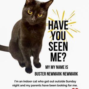 Image of Buster, Lost Cat