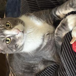Image of Kylo Ren, Lost Cat