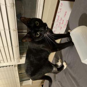 Image of Kit, Lost Cat