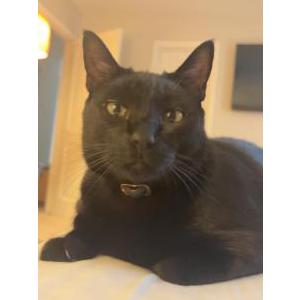 Image of Salem, Lost Cat