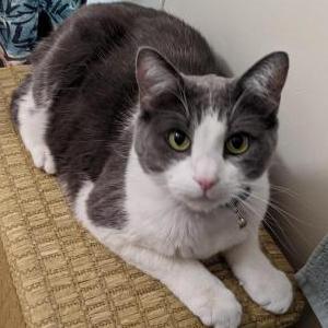 Image of Mire, Buddy,clicking, Lost Cat