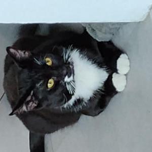 2nd Image of Nayna, Lost Cat