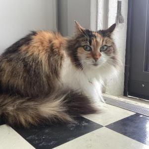 Image of Pixie, Lost Cat