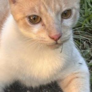 Image of Jango, Lost Cat