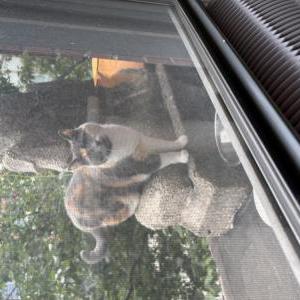 Image of Unknown, Found Cat