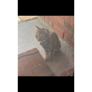 Image of Dax, Lost Cat