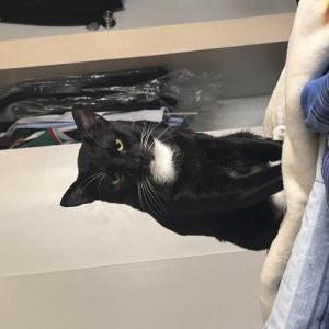Image of Chalino, Lost Cat