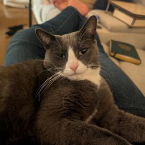 Image of Donut, Lost Cat