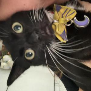 Image of Kuromi, Lost Cat