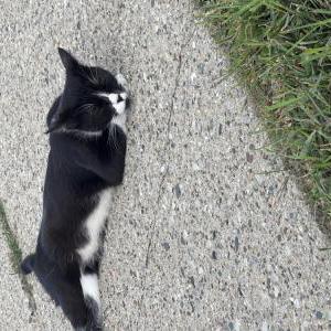 Image of Unknown, Found Cat