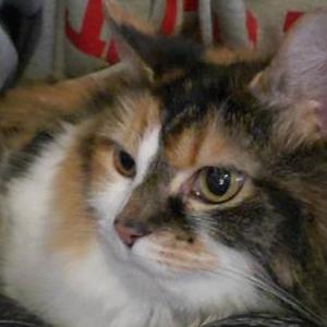 Image of Athena, Lost Cat