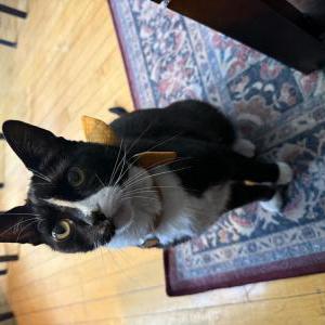 Image of Ellington, Lost Cat