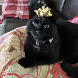 Image of Ace, Lost Cat