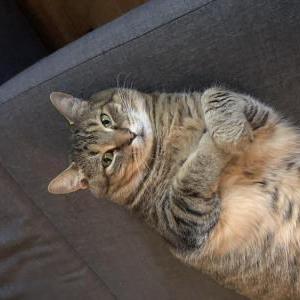 Image of Gilbert, Lost Cat
