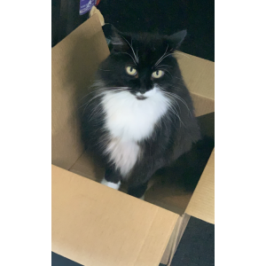 Image of Mittsie, Lost Cat