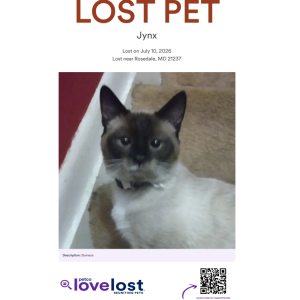 Image of Jynx, Lost Cat