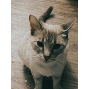 Image of Taiga, Lost Cat