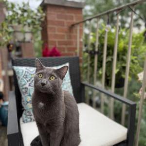 Image of Luna, Lost Cat