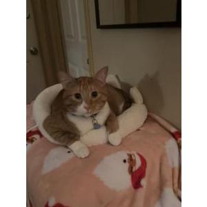 Image of George, Lost Cat
