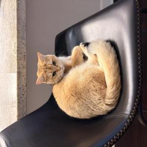 Image of Unknown, Found Cat