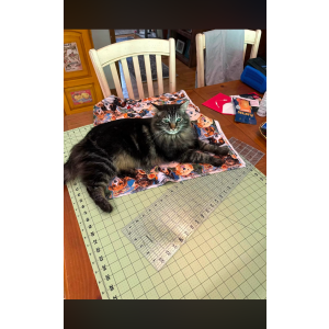 Image of George Burns, Lost Cat