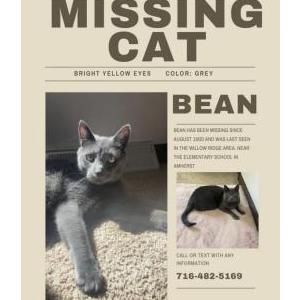 Image of Bean, Lost Cat
