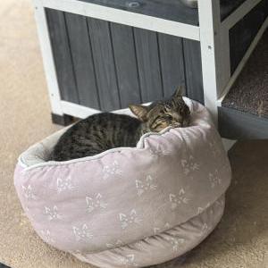 Lost 2 Baby Kitty (Florida)