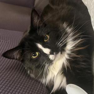 Image of Shadow, Lost Cat