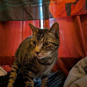 Image of Gus, Lost Cat