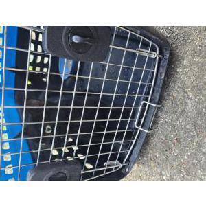 Image of Unknown, Found Cat