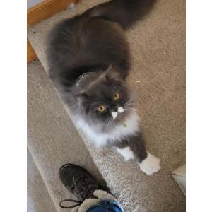 Lost Cat Smudge