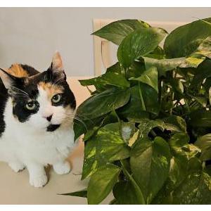 Image of Bubbles, Lost Cat