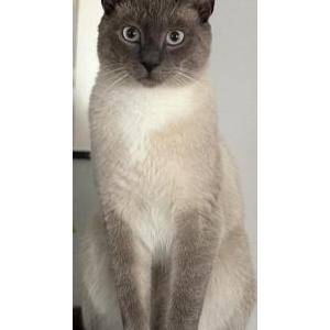 Image of Cocos, Lost Cat