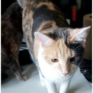 Image of Calico, Lost Cat