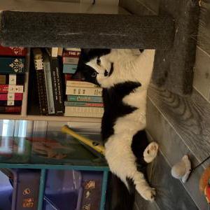 Image of Roman, Lost Cat