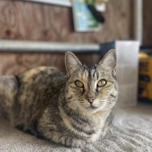 Image of Pearl, Lost Cat