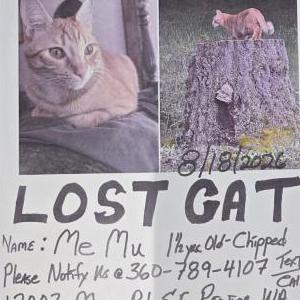 Image of Me Mu, Lost Cat