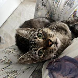 Image of unknown, Found Cat