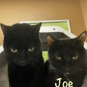 Image of Joe, Lost Cat