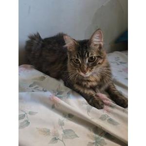 Image of Jr, Lost Cat