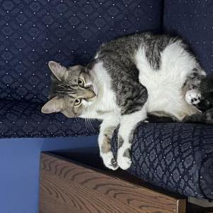 Lost Cat Kit Kat