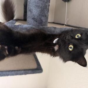 Image of Philia, Lost Cat