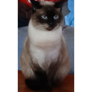 Image of Luna, Lost Cat