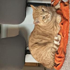 Image of Zuko, Lost Cat