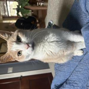 Image of Act, Lost Cat