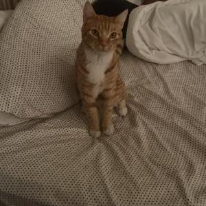 Image of Butters, Lost Cat