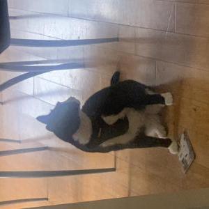 Image of Rascal, Lost Cat