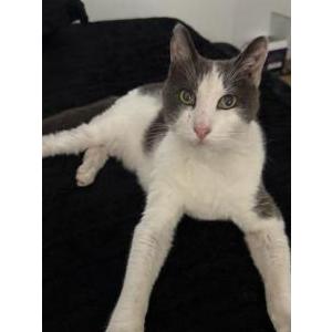 Image of Hot Dog, Lost Cat