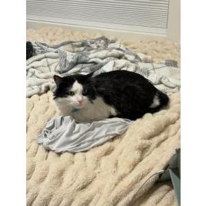 Lost Cat Bug